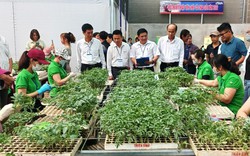 Lần đầu tiên tổ chức thi ghép cà chua giỏi, nhờ tuyệt chiêu này, năng suất cà chua Lâm Đồng đạt 70 tấn/ha