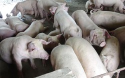 Giá lợn hơi tiếp tục nhích tăng, đủ cho người chăn nuôi hy vọng có đột phá?