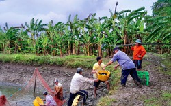 Đây là loài cá thăng trầm, trồi sụt cao, thấp thất thường ở Cà Mau