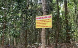 Vụ phá rừng Bình Châu - Phước Bửu: Khởi tố thêm 2 cán bộ kiểm lâm