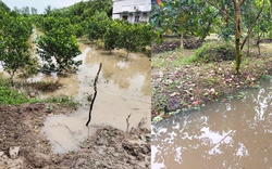 Giá mít Thái hôm nay 14/10: Bất ngờ tăng nhẹ, làm sao khắc phục nhanh tình trạng vườn mít Thái ngập nước?