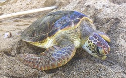 Nha Trang: Lập bãi cho rùa đẻ trứng 