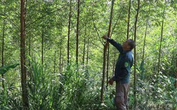 Bắc Kạn: Tiền hỗ trợ thiên tai về đến xã hơn một năm, nhiều hộ dân vẫn chưa được nhận