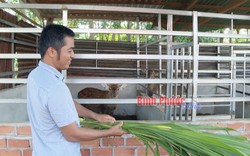 Nuôi con đặc sản, cưa sừng non bán 22 triệu/kg, nông dân này ở Bình Phước nhanh khá giả