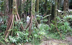 Loài "cây đi bộ" duy nhất hành tinh với bộ rễ cây kỳ quái như "mọc chân"