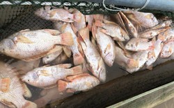 1 tấn cá diêu hồng chết ở Thừa Thiên Huế là do nguyên nhân này