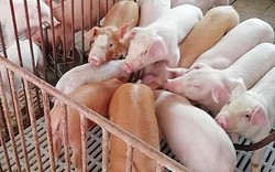 Giá lợn hơi Trung Quốc tiếp tục tăng, lợn trong nước quay đầu giảm giá mạnh