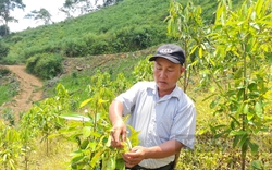 Cây “vàng xanh” là cây gì mà cho nhà nông Yên Bái vàng thật, thoát nghèo nhanh, làm giàu nhanh?