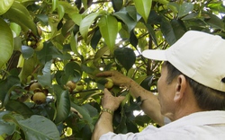 Quảng Nam: Nông dân vùng thủ phủ cây ăn quả chia sẻ kinh nghiệm làm vườn cho thu nhập trăm triệu