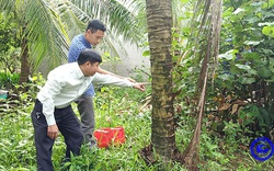Ngành chức năng huyện Chợ Gạo của Tiền Giang thả 2.000 con bọ đuôi kìm vào vườn ở ấp này để làm gì?