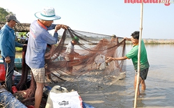 Mùa nước nổi Hậu Giang, nông dân nuôi cá ruộng chả phải cho ăn, trồng sen đồng trũng đẹp như phim