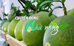 Chuyển động Nhà nông 18/10: Bưởi Việt Nam chính thức có mặt trên bàn ăn của người Mỹ