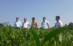 Hội Nông dân tỉnh Thái Nguyên tổ chức khảo sát hiệu quả sử dụng vốn vay Quỹ hỗ trợ nông dân