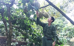 "Liều" trồng sầu riêng xen canh cà phê, ông tỷ phú nông dân ở Gia Lai chăm kiểu gì mà ngước lên toàn thấy trái