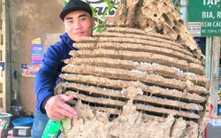 Cận cảnh tổ ong vò vẽ “khổng lồ” được phát hiện giáp biên giới Lào