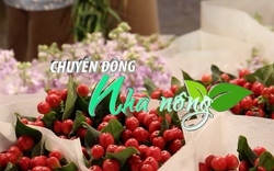 Chuyển động Nhà nông 19/10: Người trồng hoa Đà Lạt phấn khởi vì giá hoa tăng gấp đôi trong dịp lễ 20/10