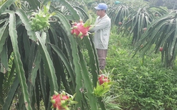 Trái thanh long ở Tiền Giang chín đỏ, thương lái mạnh tay ép giá nhà vườn