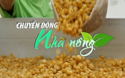 Chuyển động Nhà nông 02/10: Thái Lan đăng ký chỉ dẫn địa lý cho nhãn sấy vàng Lamphun tại Việt Nam