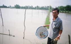 Mùa nước nổi miền Tây, xả nước lũ vào đồng, ruộng sạch lại thêm phù sa, có thêm cá tôm để đánh bắt