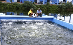 Làm sông trong ao nuôi cá chẽm dày đặc, tung thức ăn xuống cá quẩy ầm ầm, nhiều người kéo tới xem