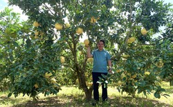 Đem cây đặc sản Hà Tĩnh về trồng ở Quảng Bình, bất ngờ vườn "treo đầy vàng", nông dân sống khỏe