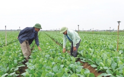 "Vựa" rau an toàn lớn nhất Hà Nội bắt tay liên kết sản xuất rau sạch