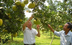 Hà Nội xây dựng 14 vùng sản xuất cây ăn quả giá trị cao, thu nhập từ 300 - 800 triệu đồng/ha