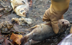 Hà Nội yêu cầu báo cáo về cá chết ở nhiều hồ