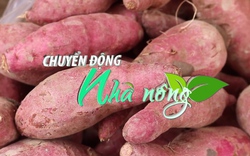 Chuyển động Nhà nông 20/10: Khoai lang chuẩn bị xuất khẩu chính ngạch sang Trung Quốc