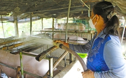 Hàng loạt thách thức với ngành chăn nuôi heo Việt Nam, nông dân ám ảnh vì giá thức ăn chăn nuôi tăng vọt