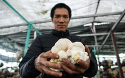 Hà Nội: Thu về hàng trăm triệu đồng mỗi năm nhờ trồng loại nấm đặc biệt này
