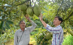 Cùng qua cửa khẩu sang Trung Quốc, vì sao giá sầu riêng với giá mít Thái lại "kẻ tiến, người lùi"?