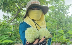Một năm "bắt" na ra 2 vụ quả, nông dân Ninh Bình "hái" gần 300 triệu đồng/ha