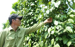 Quảng Nam: 13.400 nông dân Tiên Phước đạt danh hiệu nông dân sản xuất, kinh doanh giỏi
