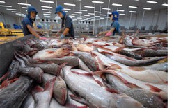 Tăng trưởng xuất khẩu cá tra 100% trong tháng 9/2022