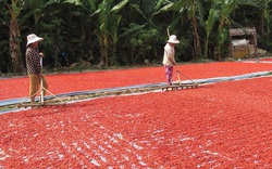 Trồng ớt ở Đồng Tháp bán giá bao nhiêu mà cả nông dân và thương lái đều phấn chấn?