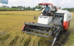 Xuất khẩu gạo của Thái Lan năm 2023 có thể bị ảnh hưởng tiêu cực, cơ hội cho gạo Việt?