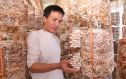 Trồng nấm sò, anh nông dân vùng cao Hòa Bình thu 15 triệu đồng/tháng