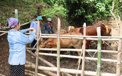Sơn La: Nông dân vùng Mường thu nhập cao từ chăn nuôi gia súc