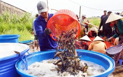 Nông dân miền Tây trúng mùa tôm càng xanh