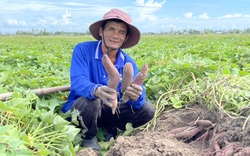 Khoai lang Dinh Điền có gì ngon mà chưa đến ngày thu hoạch đã có thương lái xuống tận ruộng đặt hàng?