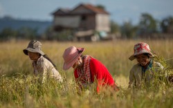 Nông sản Campuchia tràn sang Trung Quốc, Việt Nam sẽ bị cạnh tranh?