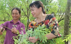 Chị nông dân mát tay trồng hòe nhất xã ở Thái Bình, thu 7 tạ hoa, bán được 200 triệu đồng