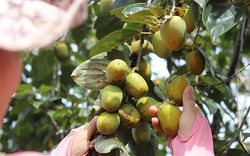 Hà Tĩnh: Loại quả giòn ngọt vào vụ, được mùa, được giá, nông dân "bỏ túi" hàng trăm triệu đồng