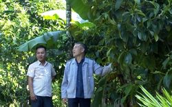 Quảng Nam: Nông dân giỏi Tiên Phước làm giàu từ cây nhà, lá vườn