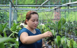Trồng thành công 3 loài hoa lan tuôn bông đẹp vạn người mê, chị nông dân Tây Ninh thu hơn 1 tỷ
