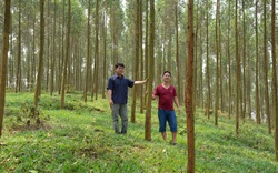Cà Mau, Hà Nội, Thái Nguyên, Lào Cai,... gắn "mắt thần" bảo vệ cây rừng