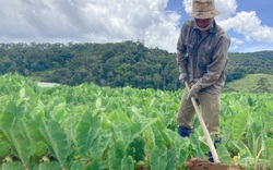 Trồng thứ cây gặp mưa là tốt um, tới kỳ cuốc bật lên toàn thấy củ, nông dân nơi này ở Lâm Đồng đổi đời