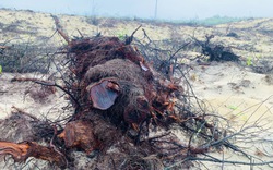 Tan hoang nhìn hơn 12ha rừng phi lao chắn cát ven biển bị chặt phá trơ trụi ở Quảng Bình