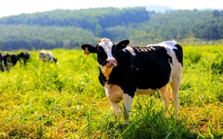 TH true MILK: Trang trại chăn nuôi bò sữa tốt nhất Việt Nam
